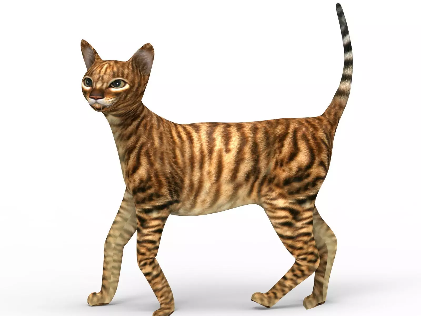 3D Cat Rigged model game ready  Low-poly 3D model_0