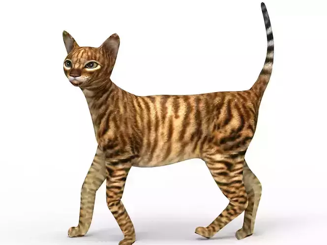 3D Cat Rigged model game ready 