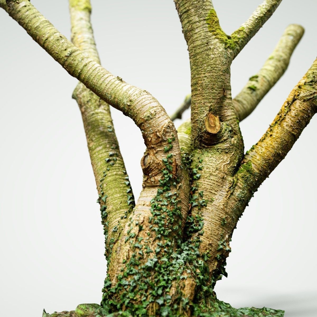 Tree asset high detail and realism 3d scan Low-poly 3D model_4