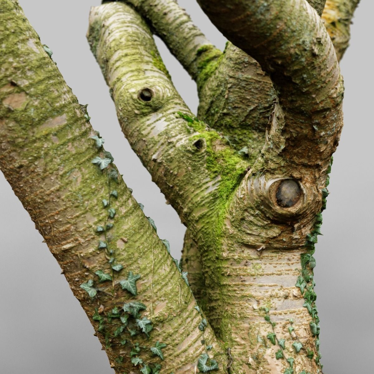 Tree asset high detail and realism 3d scan Low-poly 3D model_6