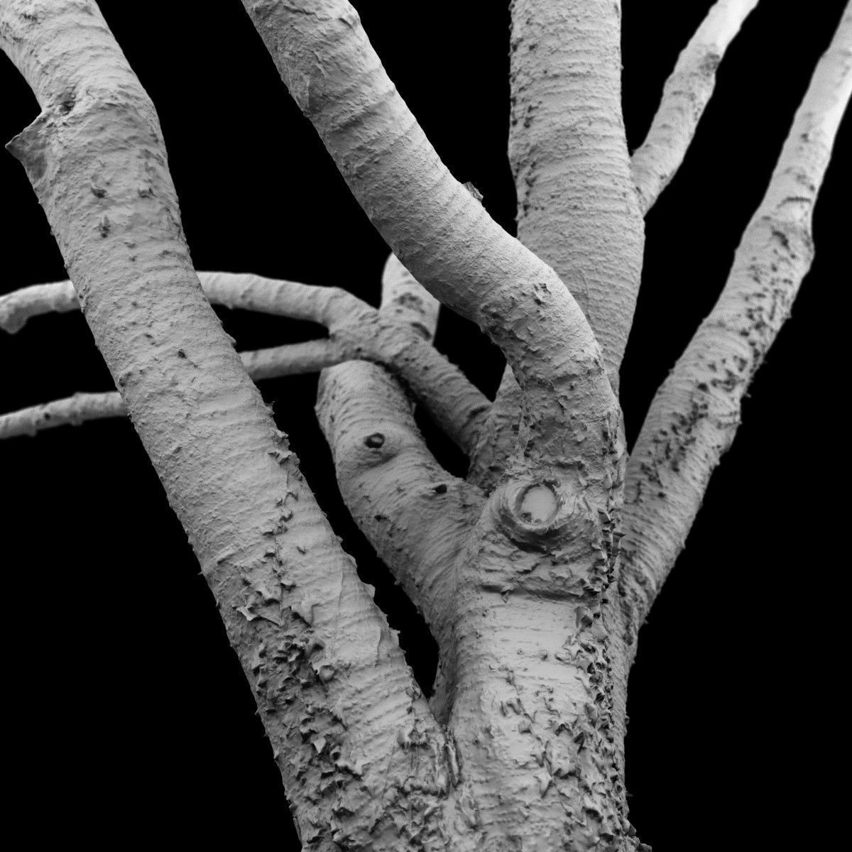 Tree asset high detail and realism 3d scan Low-poly 3D model_5