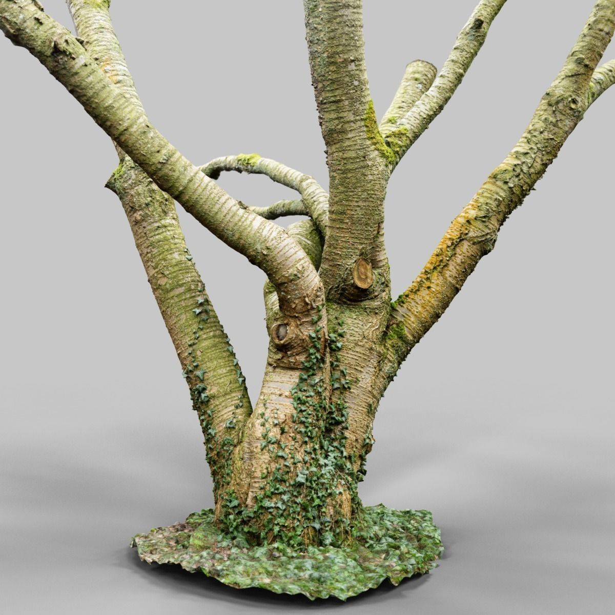 Tree asset high detail and realism 3d scan Low-poly 3D model_7