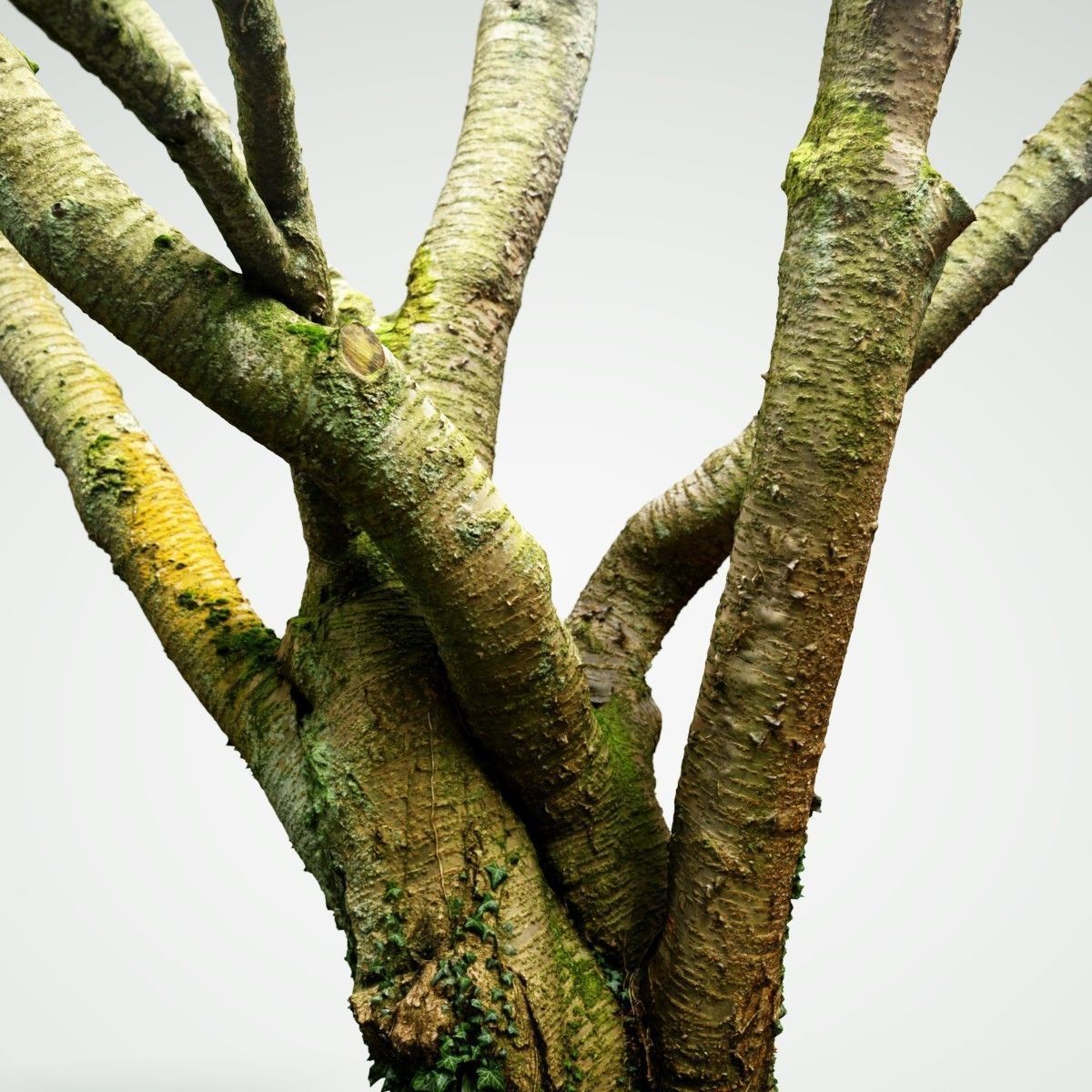 Tree asset high detail and realism 3d scan Low-poly 3D model_3