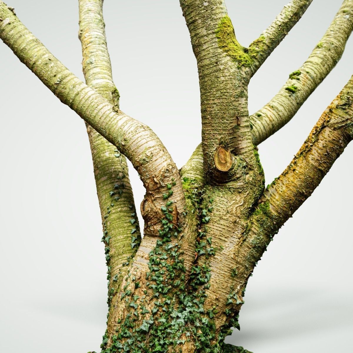 Tree asset high detail and realism 3d scan Low-poly 3D model_1