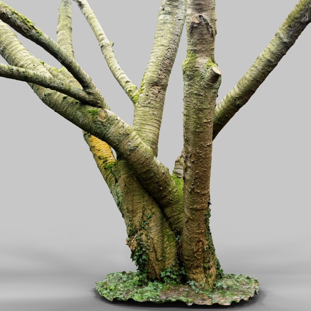 Tree asset high detail and realism 3d scan Low-poly 3D model_10