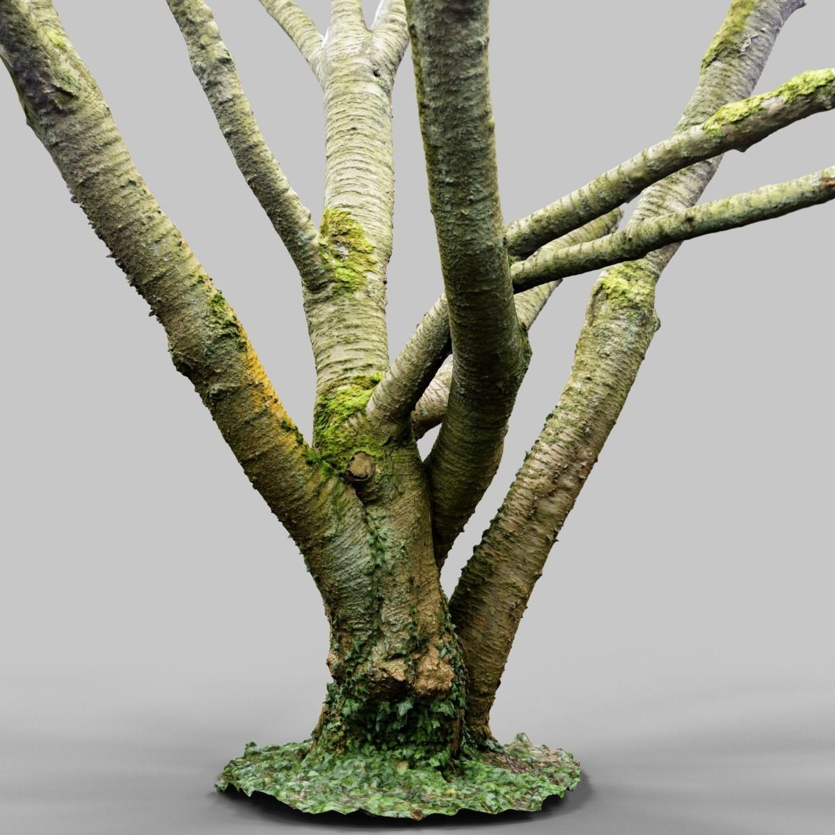 Tree asset high detail and realism 3d scan Low-poly 3D model_12