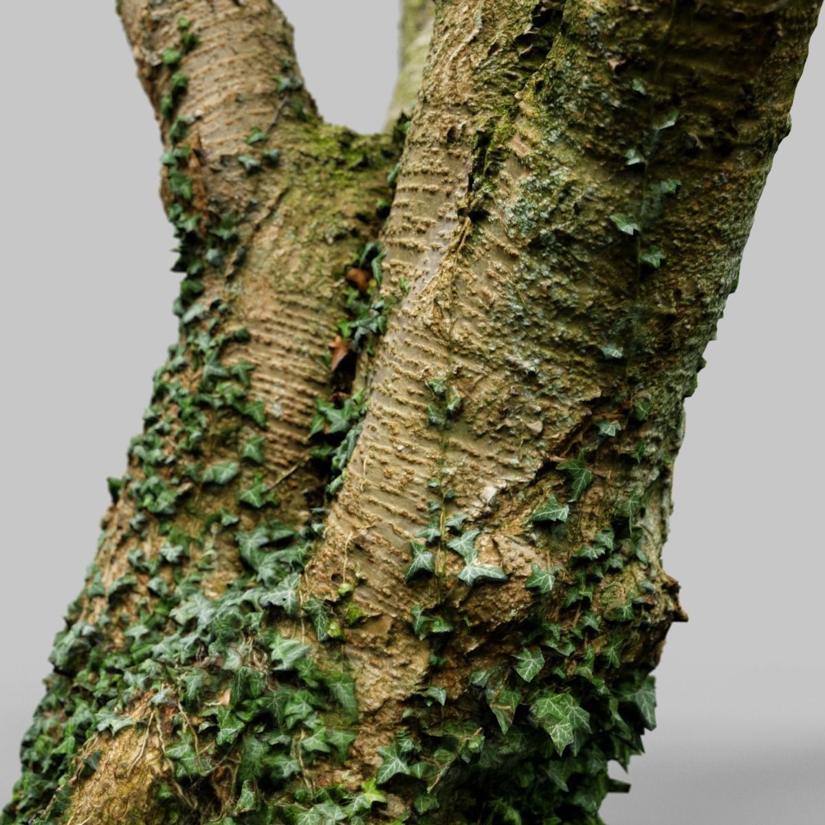 Tree asset high detail and realism 3d scan Low-poly 3D model_13