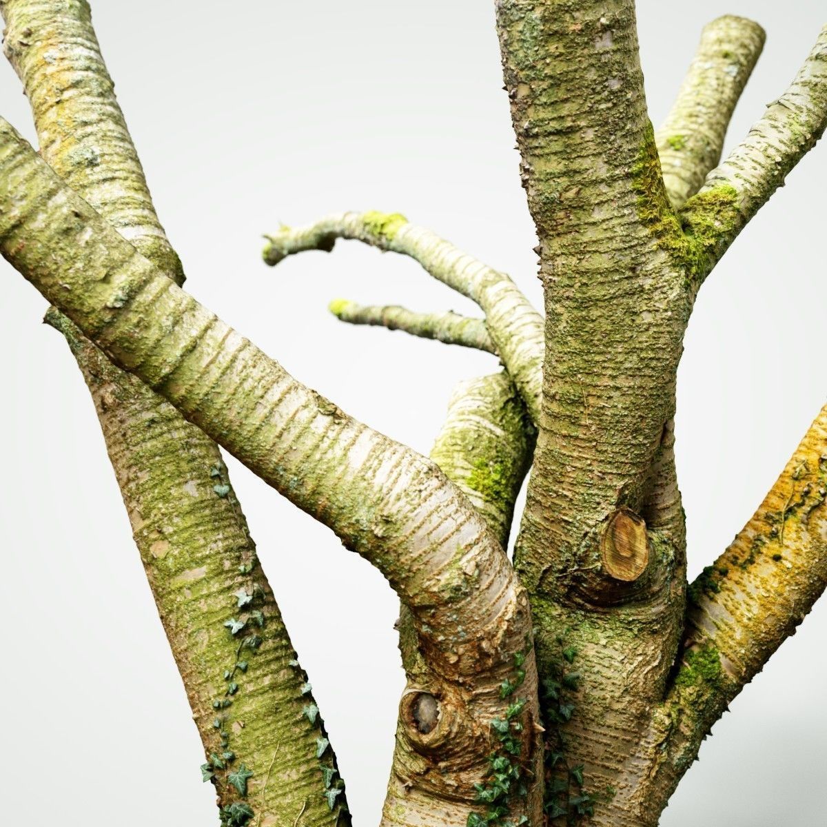 Tree asset high detail and realism 3d scan Low-poly 3D model_2