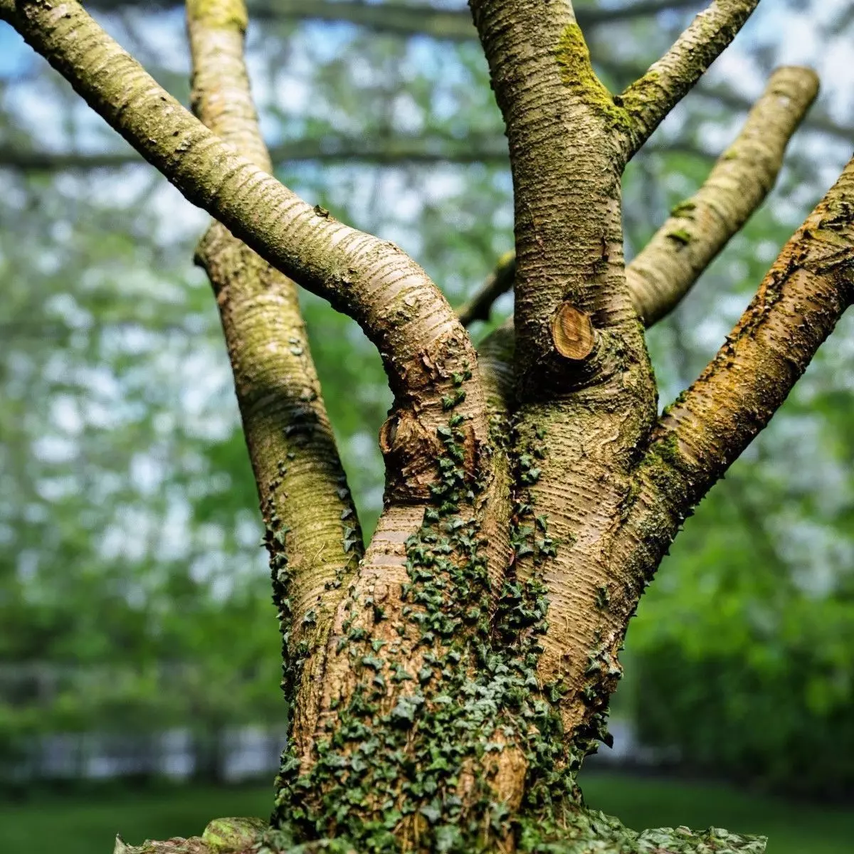 Tree asset high detail and realism 3d scan Low-poly 3D model_0