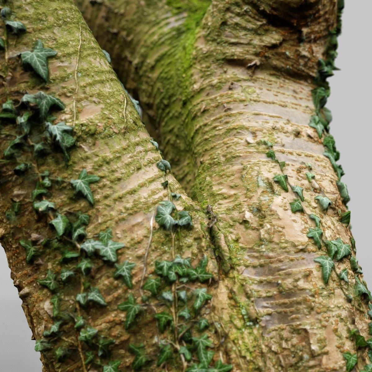 Tree asset high detail and realism 3d scan Low-poly 3D model_9