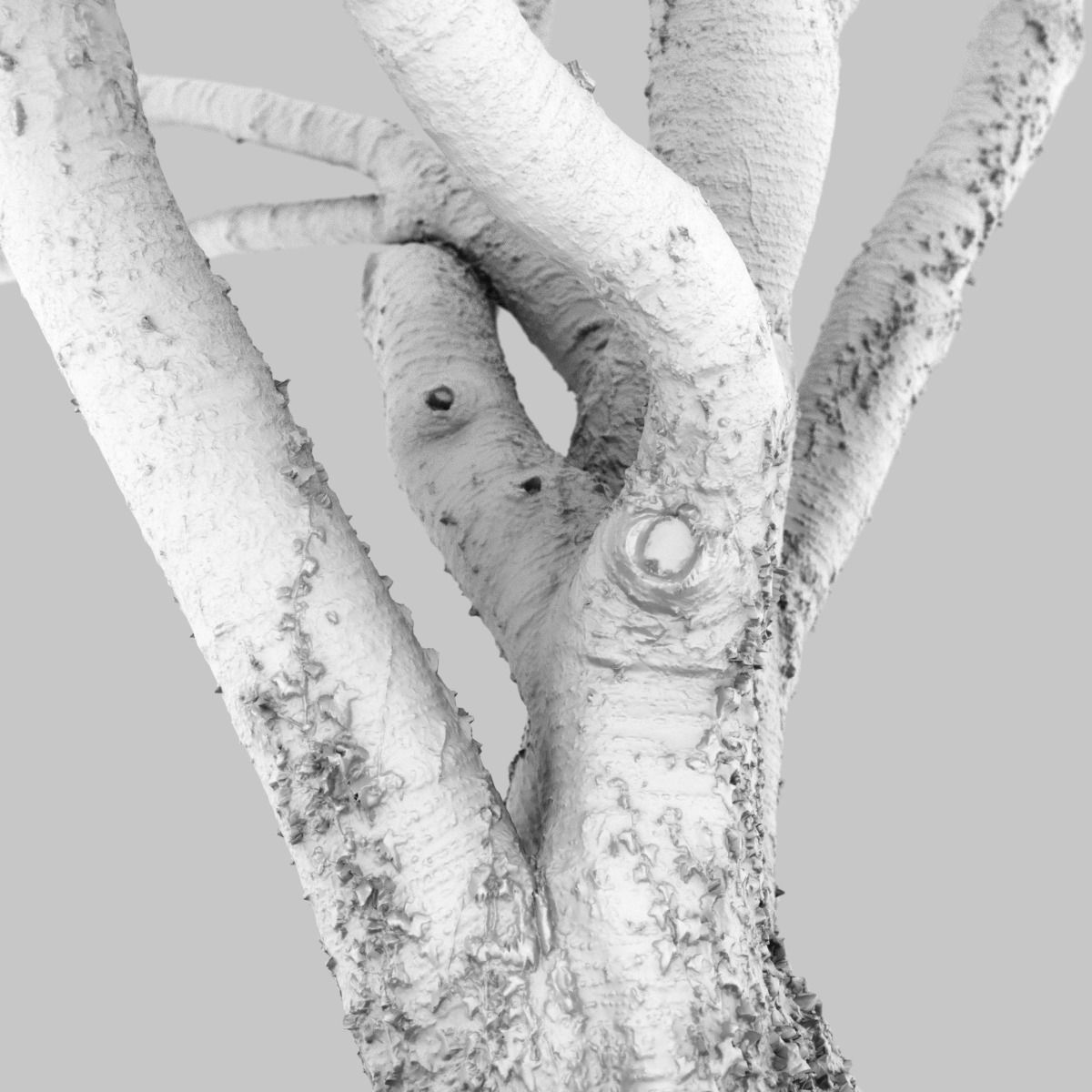 Tree asset high detail and realism 3d scan Low-poly 3D model_11