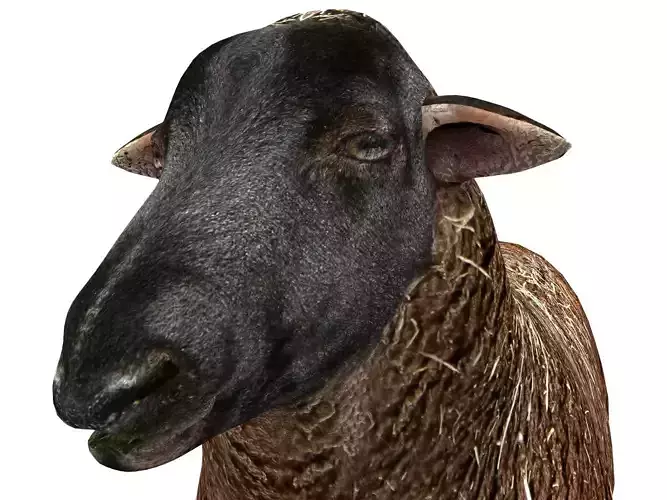 Black Sheep Rigged Low-poly 3D model
