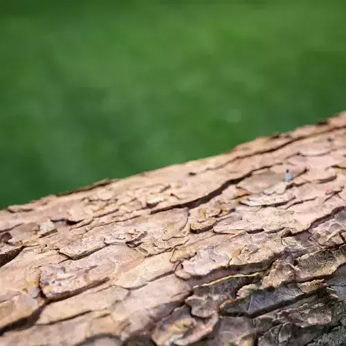 3D scanned bark asset Low-poly 3D model