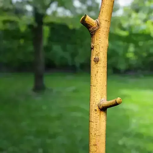 Yellow tree branch Low-poly 3D model