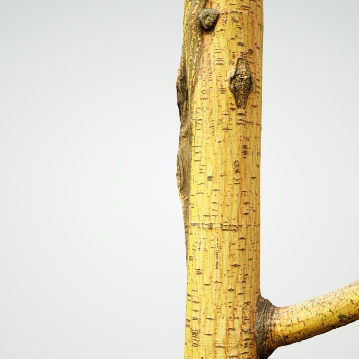 Yellow tree branch Low-poly 3D model_4