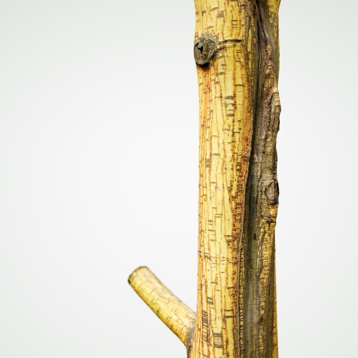 Yellow tree branch Low-poly 3D model_2