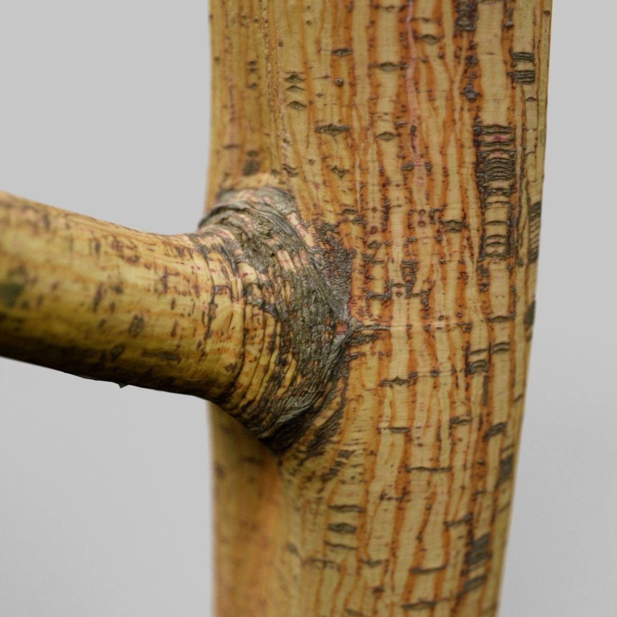 Yellow tree branch Low-poly 3D model_9