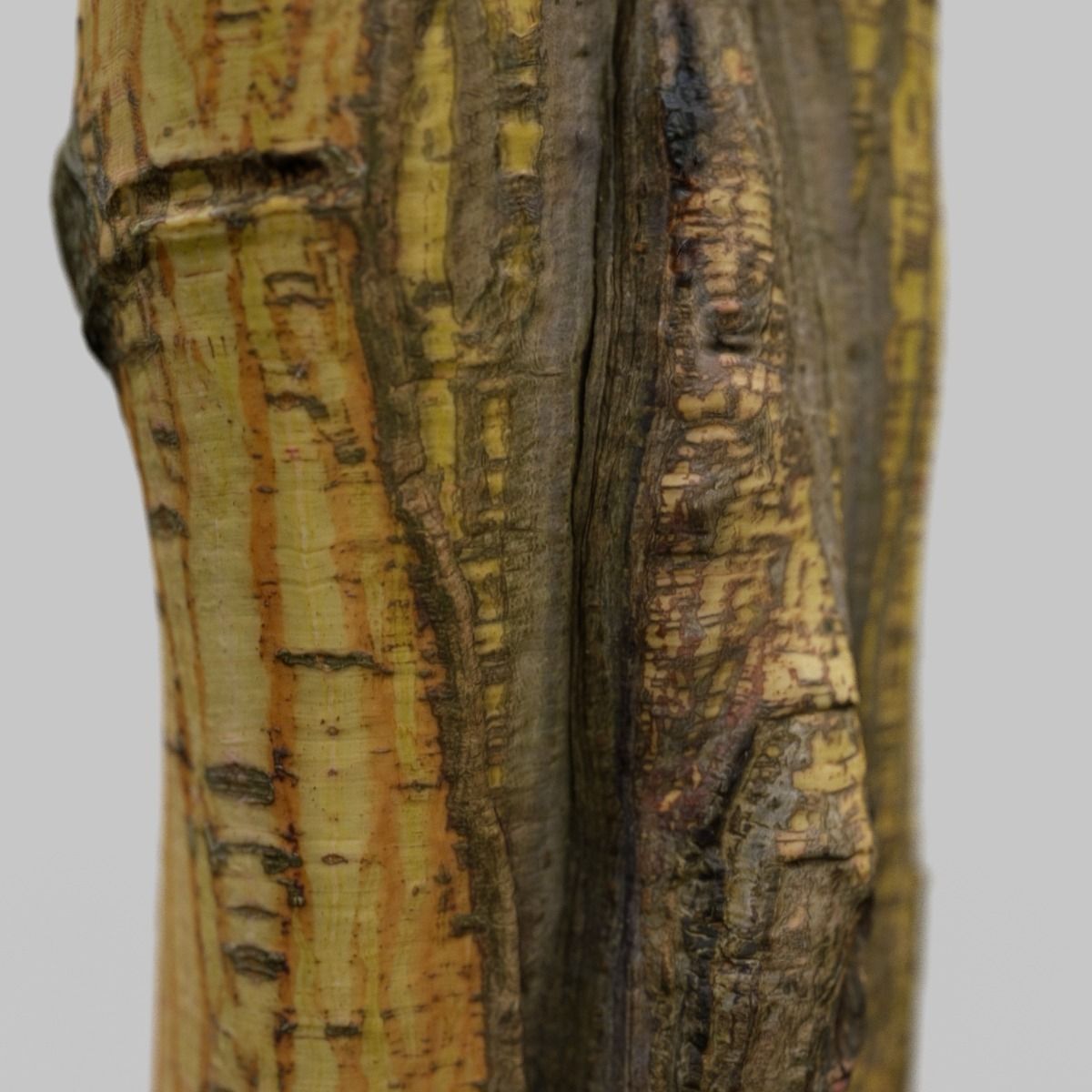 Yellow tree branch Low-poly 3D model_13