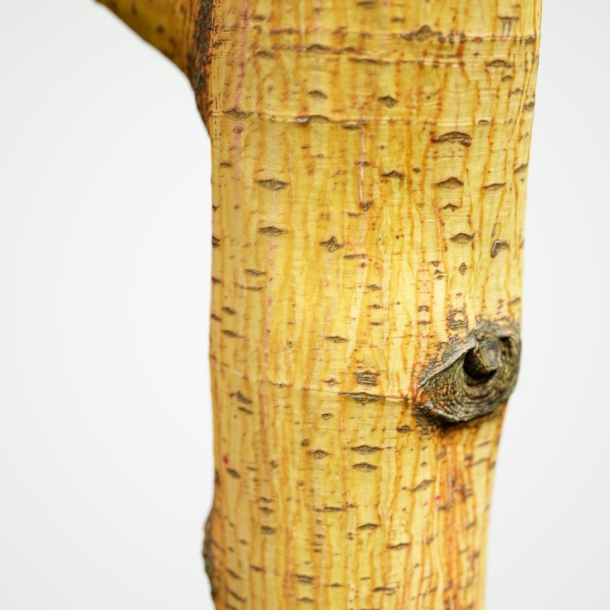 Yellow tree branch Low-poly 3D model_3