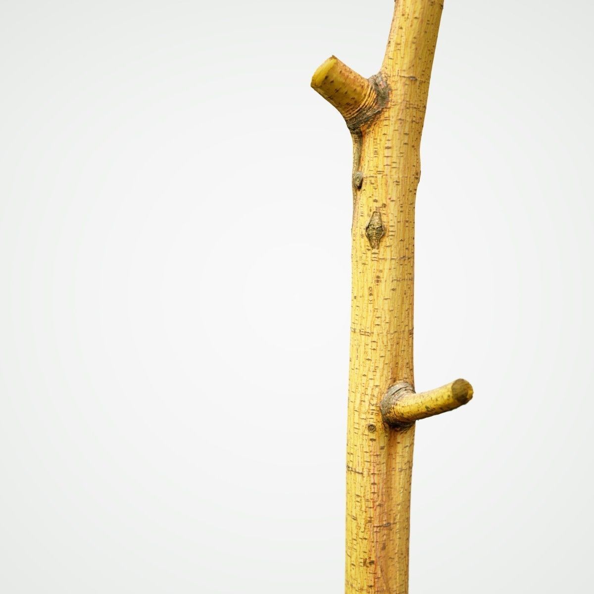 Yellow tree branch Low-poly 3D model_1