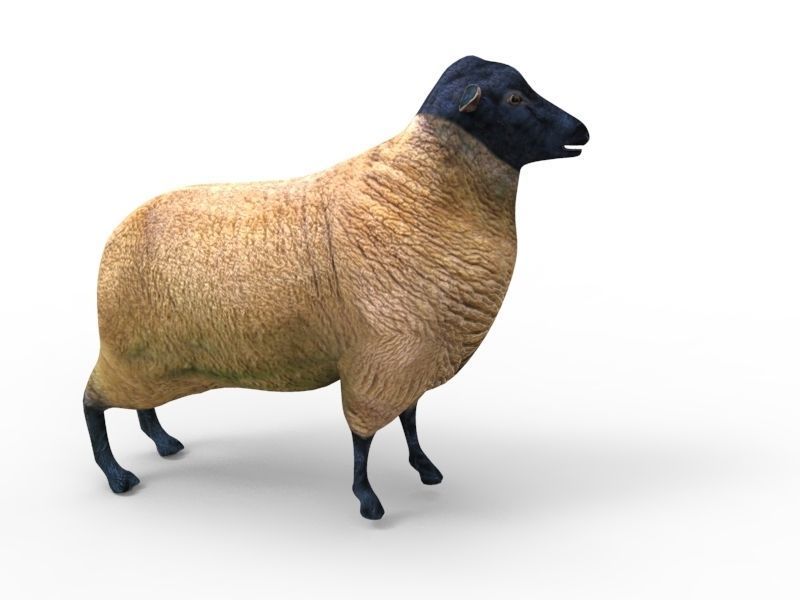 3D Sheep Rigged low poly  Low-poly 3D model_10