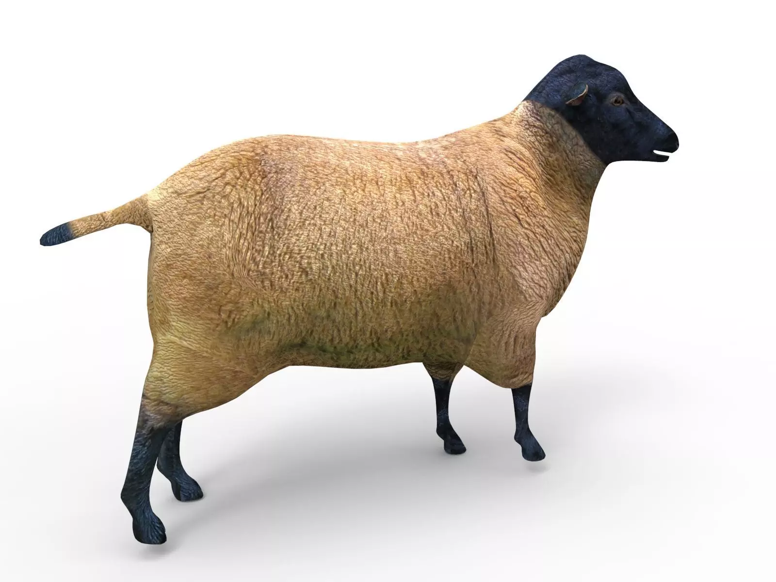 3D Sheep Rigged low poly  Low-poly 3D model_0