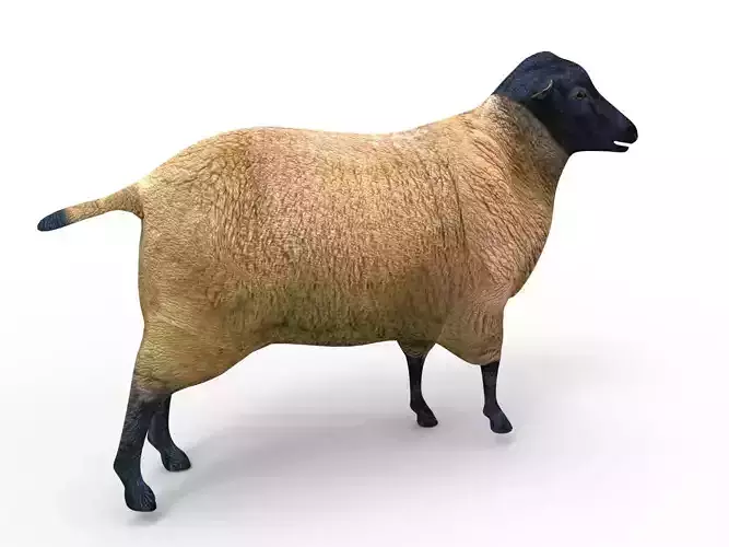 3D Sheep Rigged low poly 