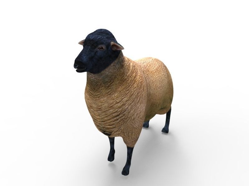 3D Sheep Rigged low poly  Low-poly 3D model_7