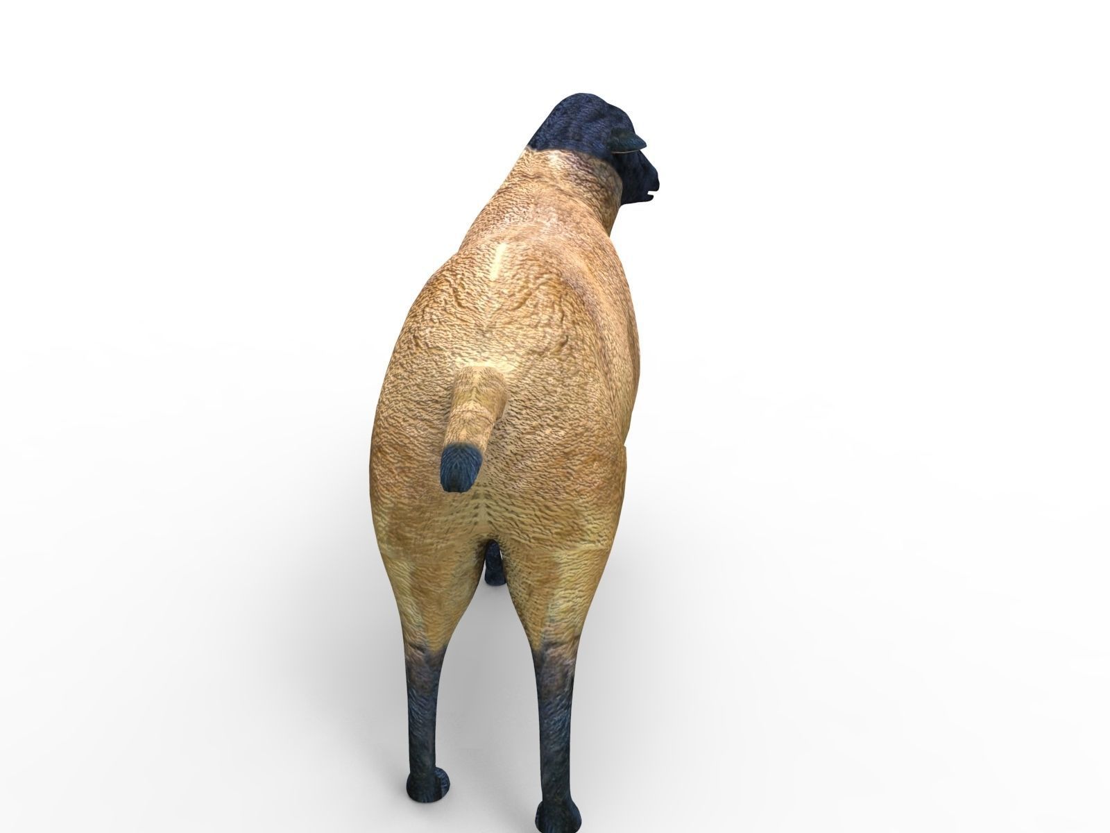 3D Sheep Rigged low poly  Low-poly 3D model_2
