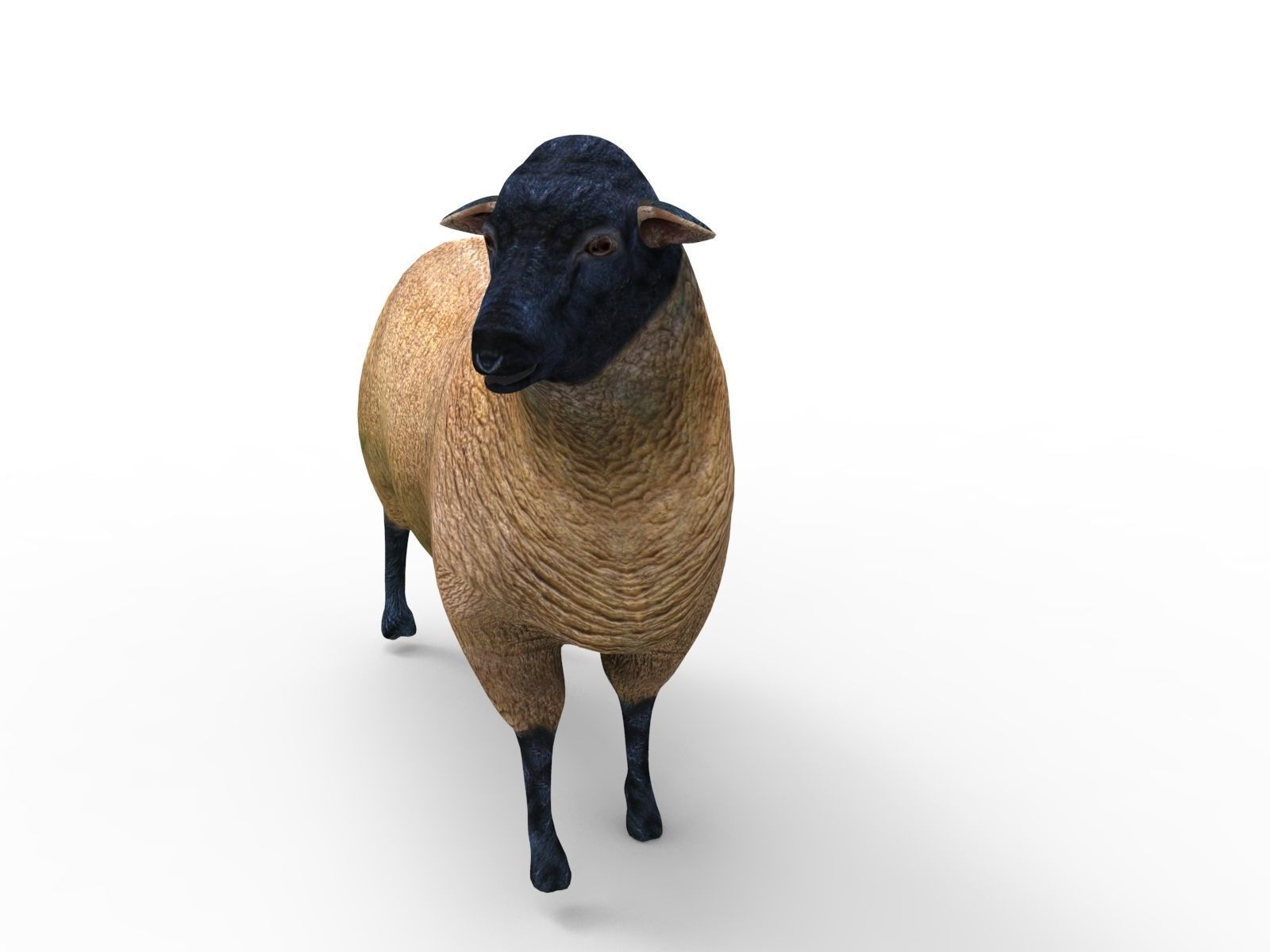 3D Sheep Rigged low poly  Low-poly 3D model_6