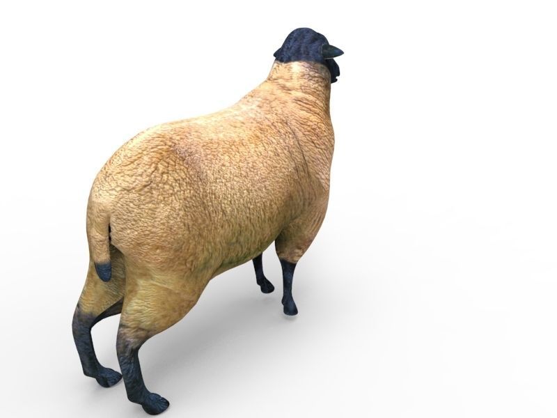 3D Sheep Rigged low poly  Low-poly 3D model_11