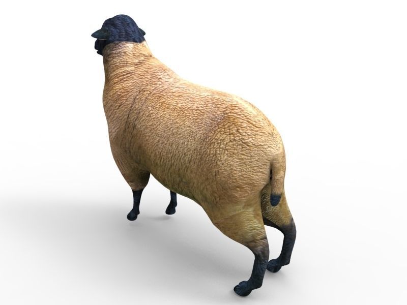 3D Sheep Rigged low poly  Low-poly 3D model_12
