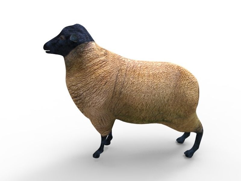 3D Sheep Rigged low poly  Low-poly 3D model_8