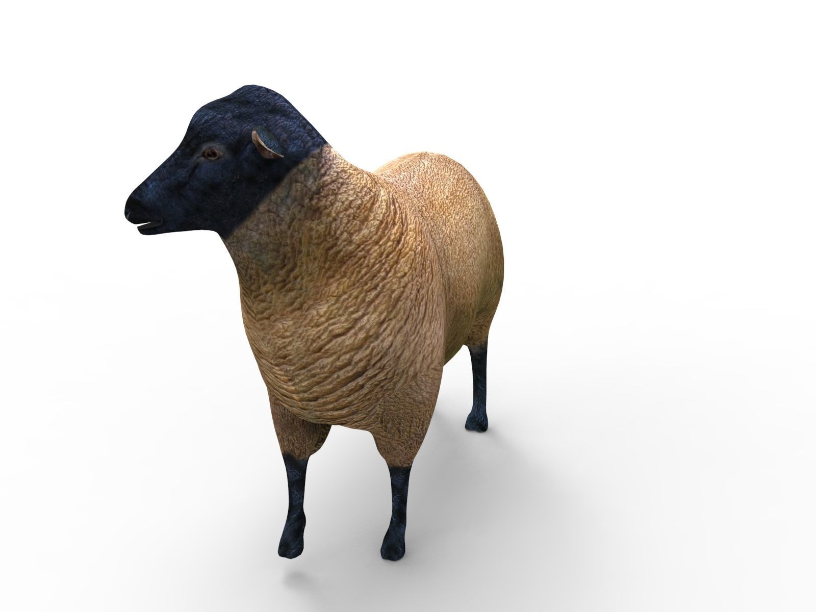 3D Sheep Rigged low poly  Low-poly 3D model_5