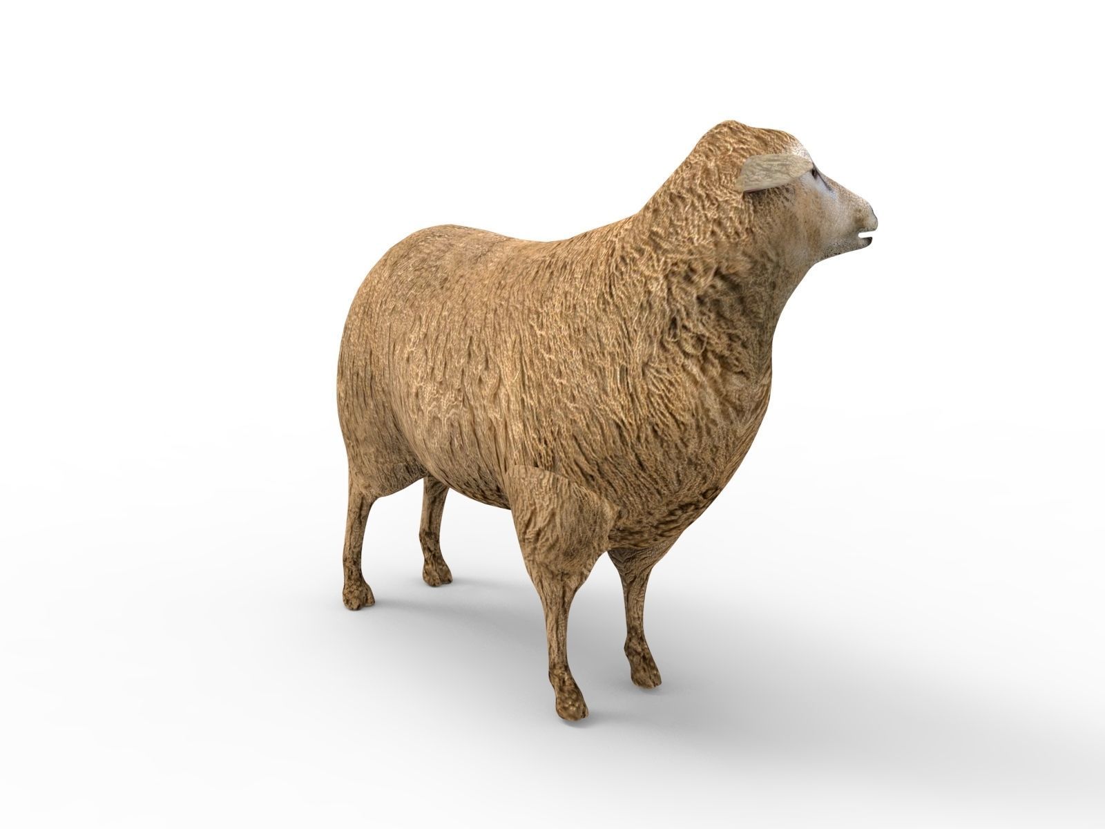 Low poly 3D Sheep Rigged Low-poly 3D model_5