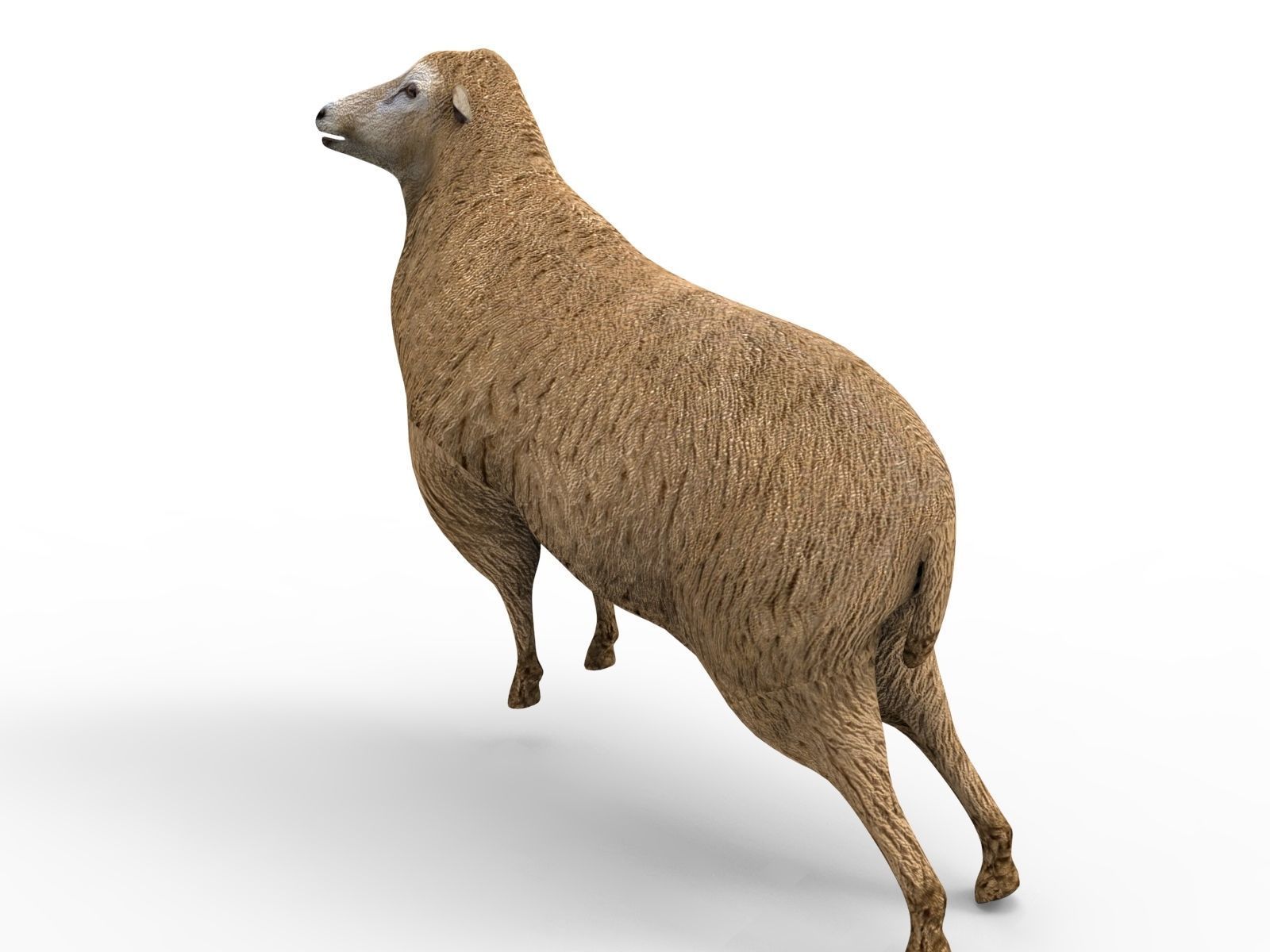 Low poly 3D Sheep Rigged Low-poly 3D model_4