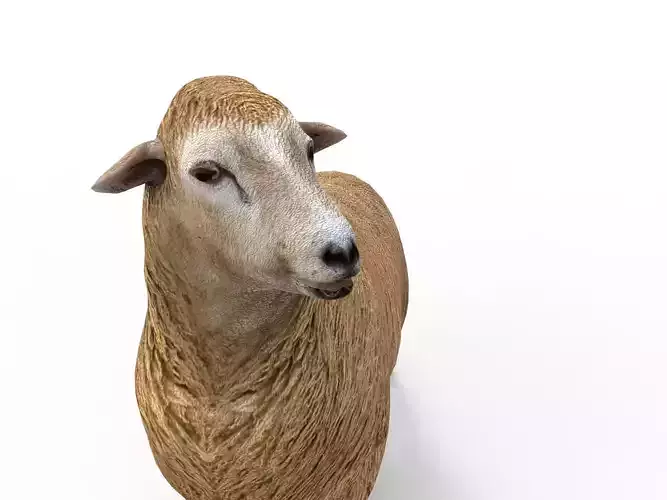 Low poly 3D Sheep Rigged Low-poly 3D model Low poly 3D Sheep Rigged Low-poly 3D model