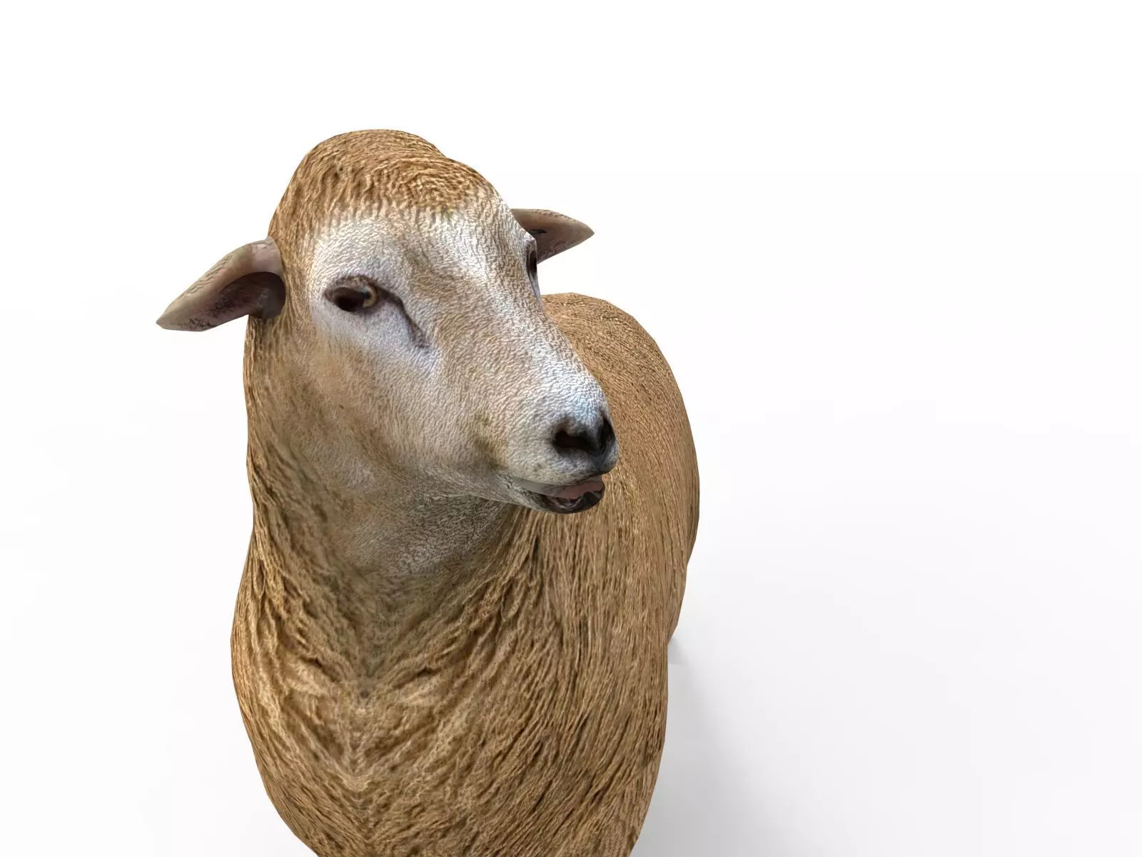 Low poly 3D Sheep Rigged Low-poly 3D model_0
