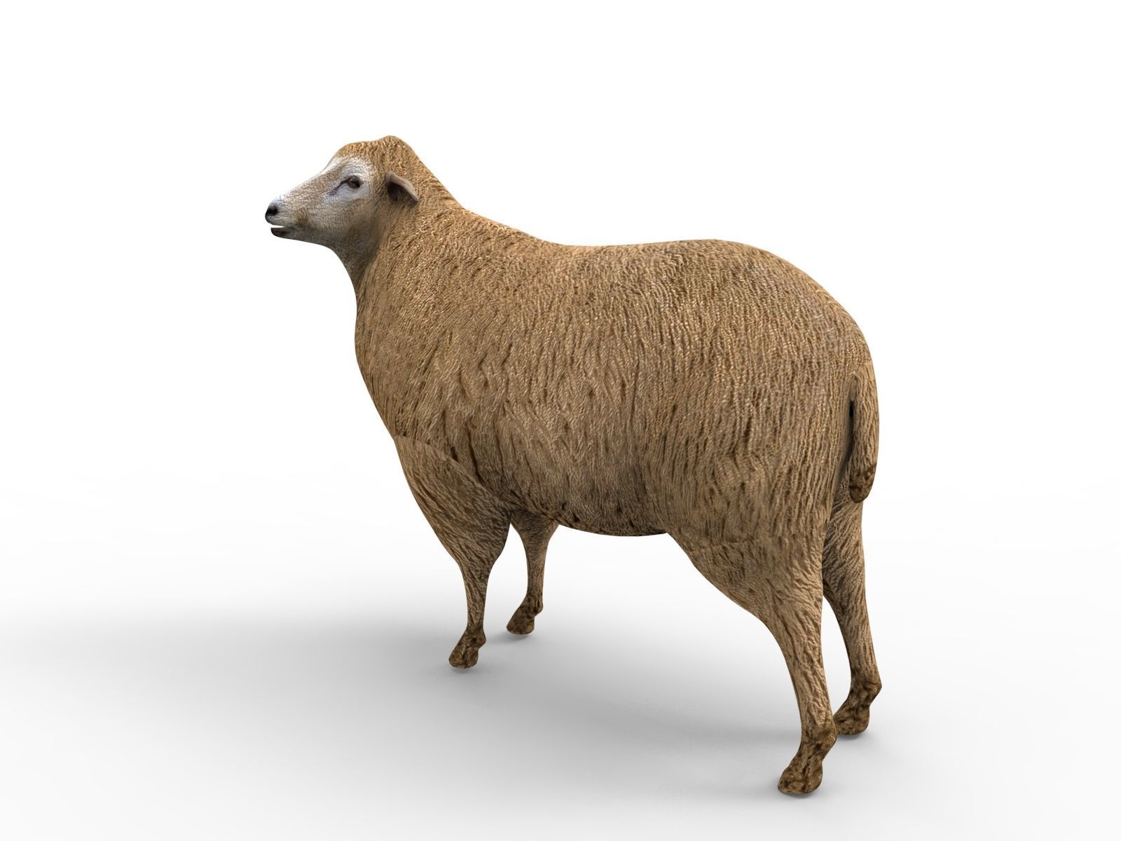 Low poly 3D Sheep Rigged Low-poly 3D model_9
