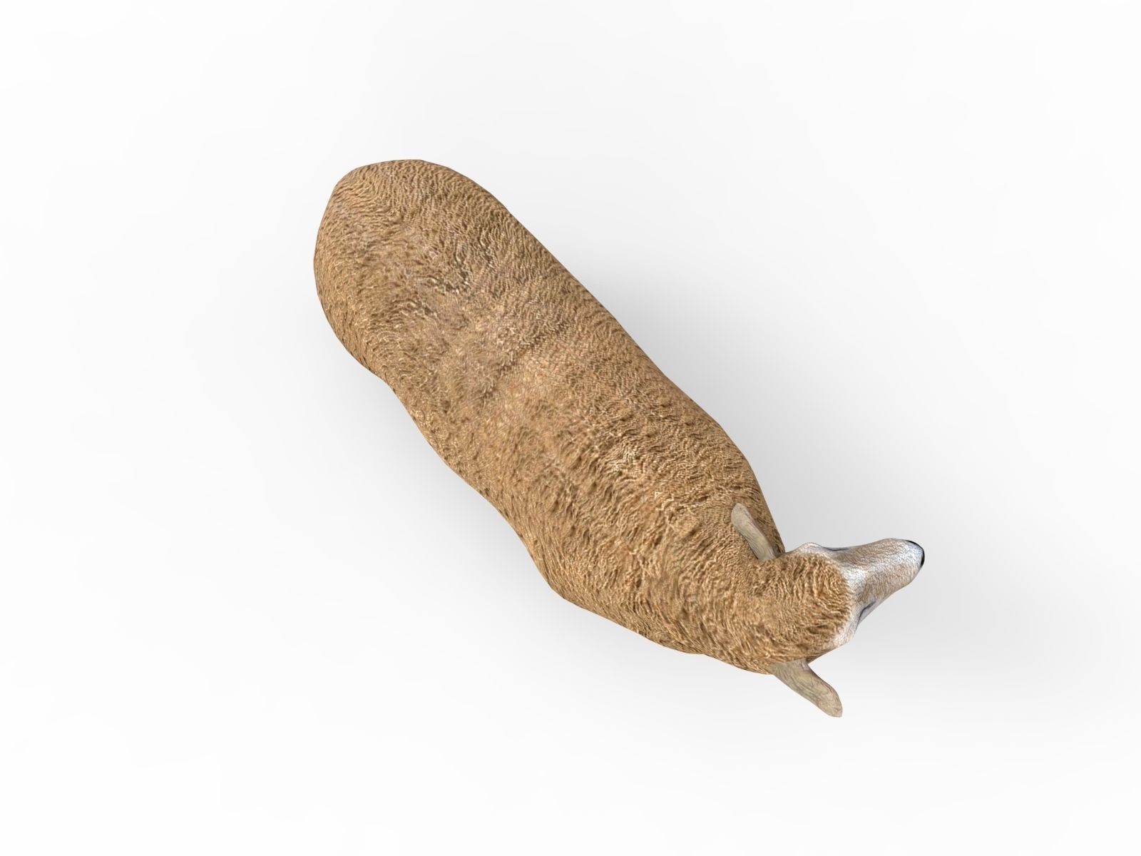 Low poly 3D Sheep Rigged Low-poly 3D model_7