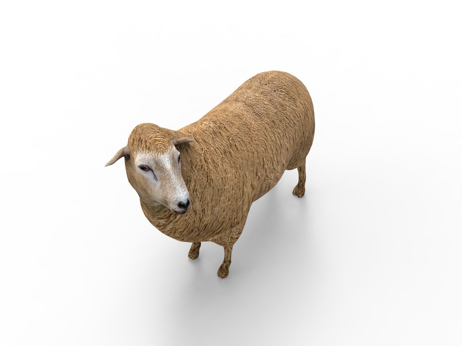 Low poly 3D Sheep Rigged Low-poly 3D model_8