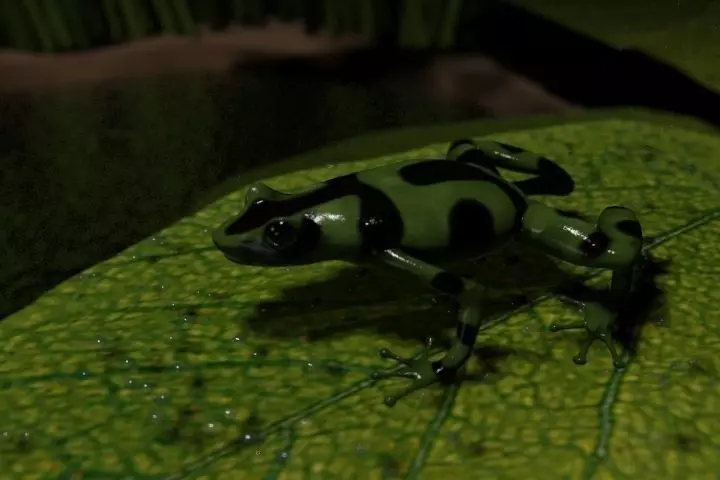 Grenouille-Frog frog on leaf 3D model_0