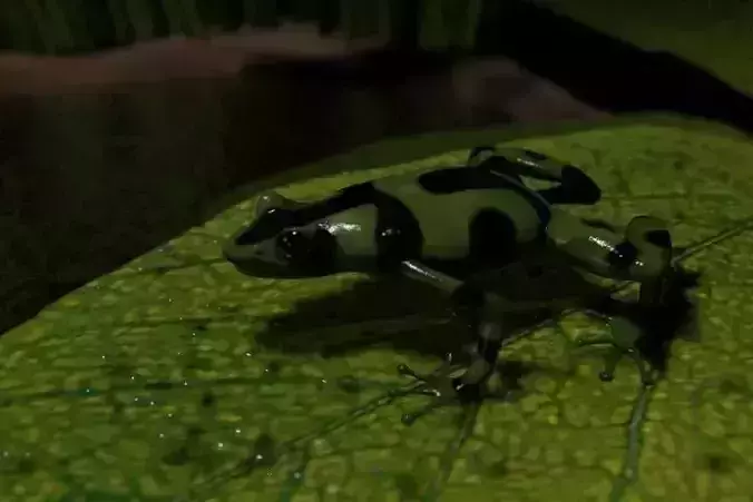 Grenouille-Frog frog on leaf 3D model