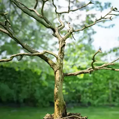 Lonely dying tree 3D scan Environment asset