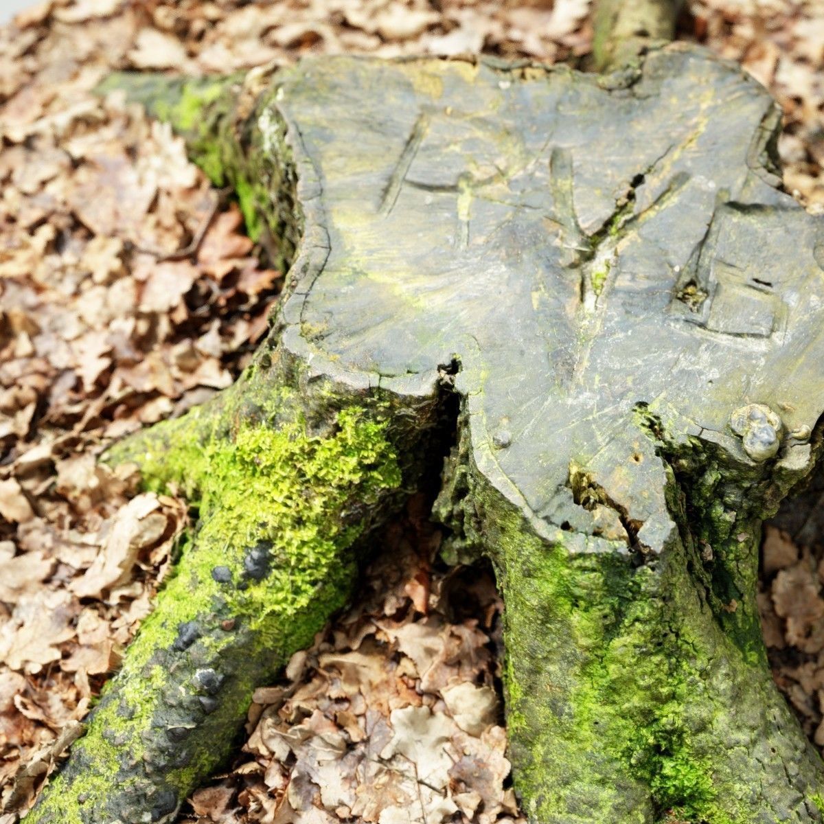 Moss covered tree stump Low-poly 3D model_3