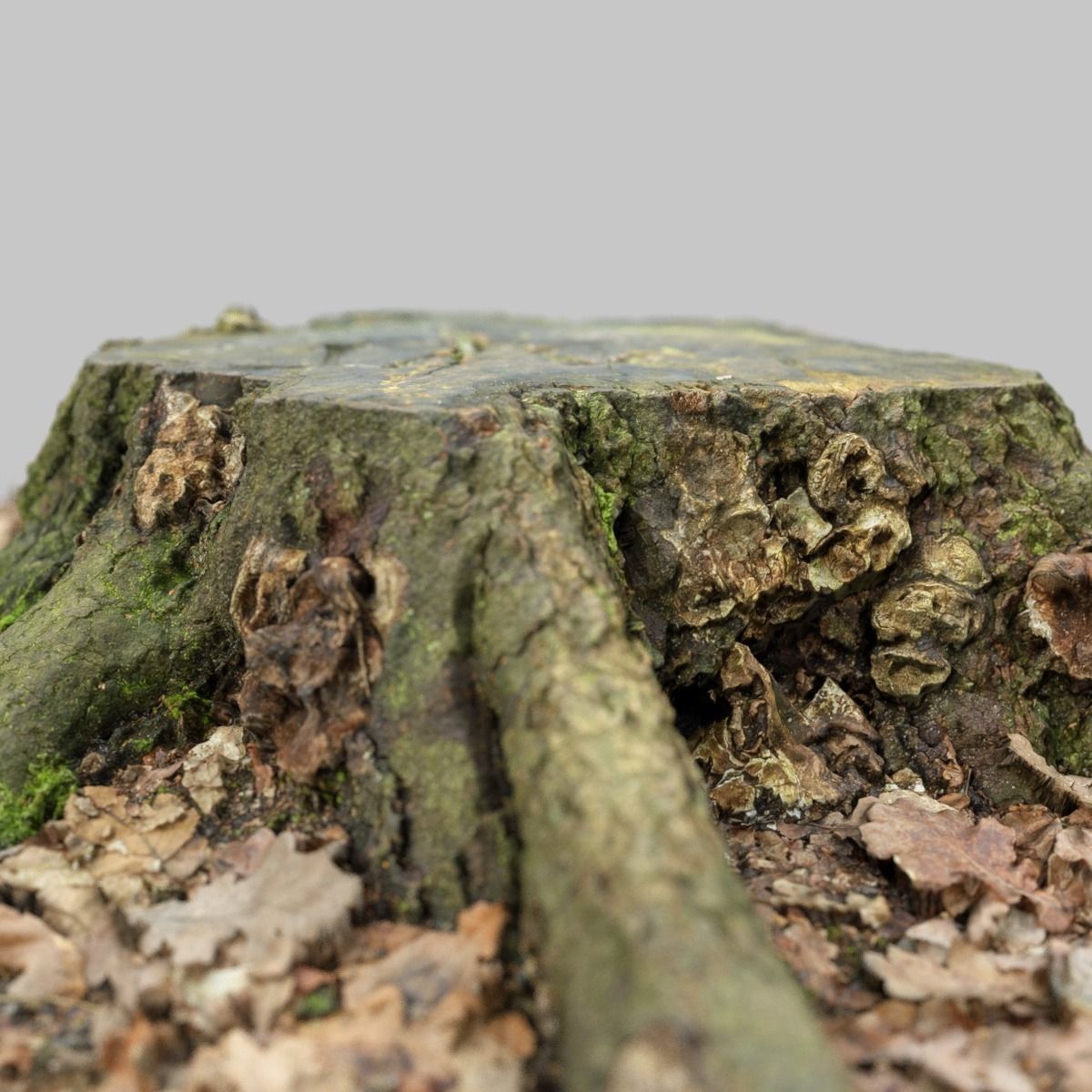 Moss covered tree stump Low-poly 3D model_13