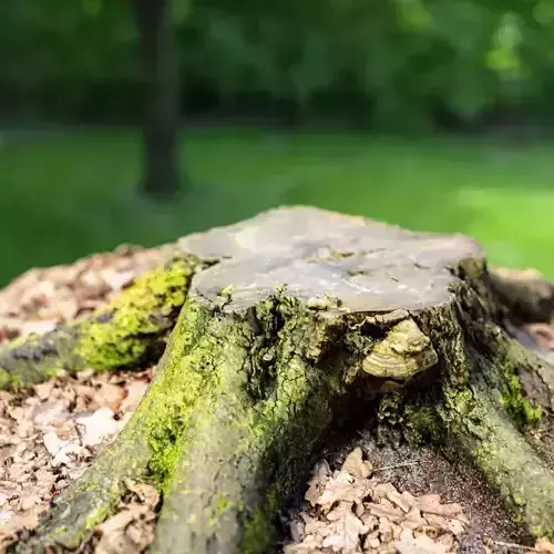 Moss covered tree stump