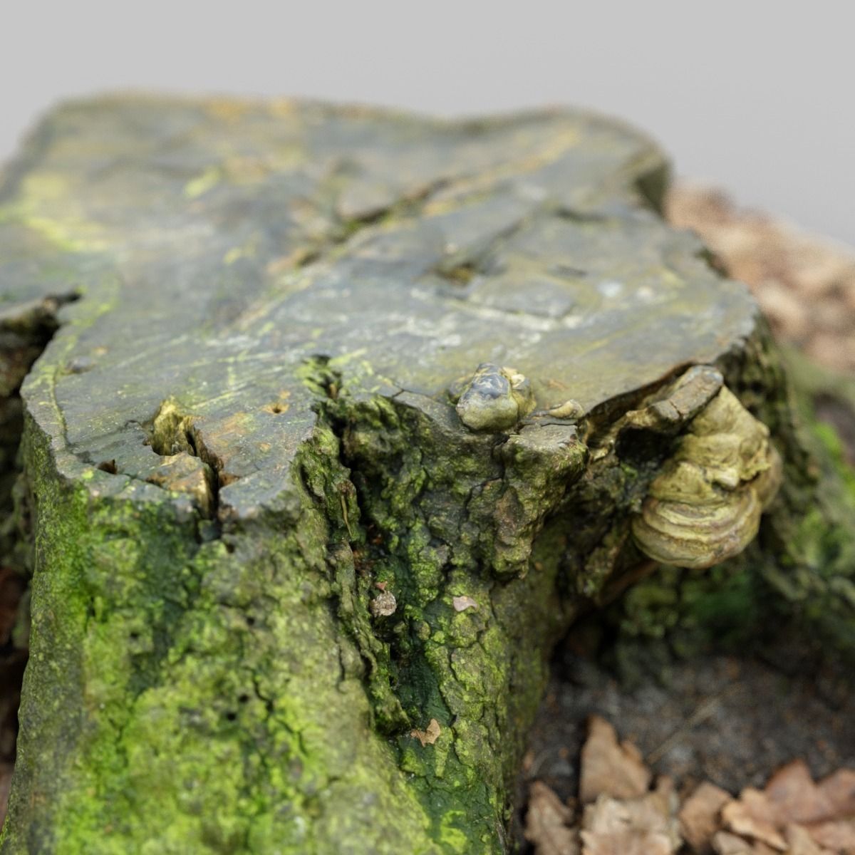 Moss covered tree stump Low-poly 3D model_7