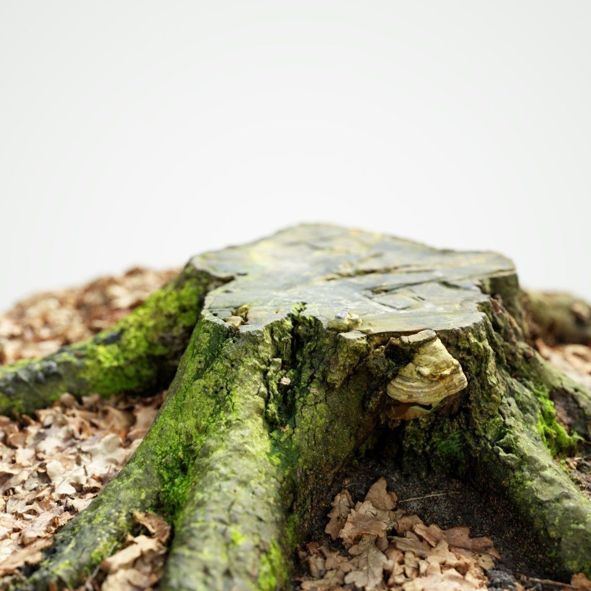 Moss covered tree stump Low-poly 3D model_1