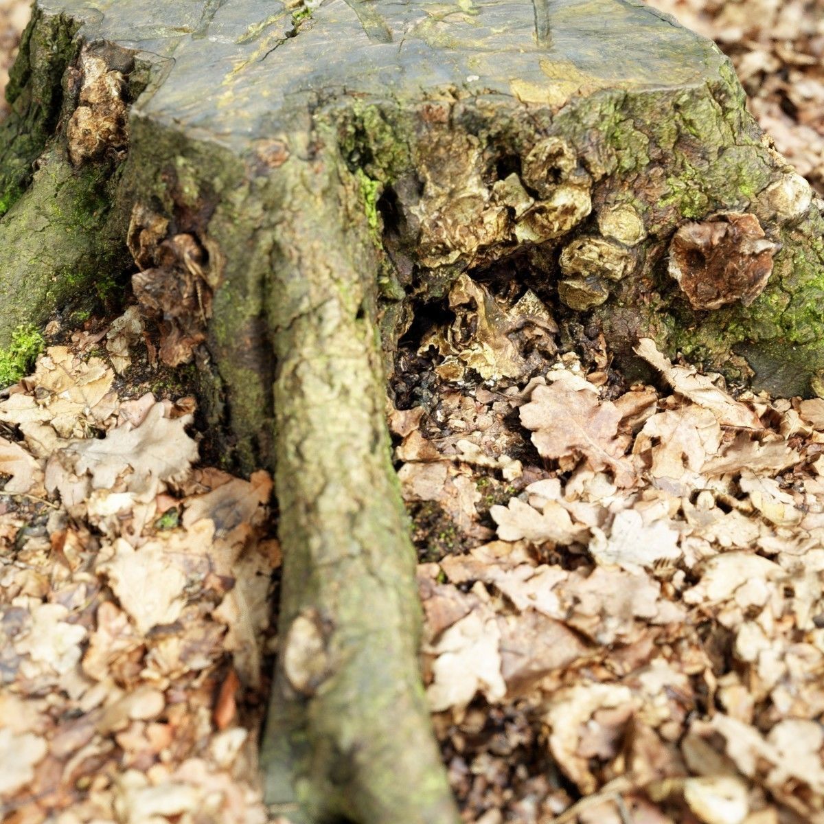 Moss covered tree stump Low-poly 3D model_4